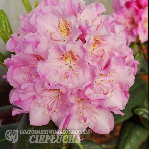 Рододендрон гибридный Хельсинки Юниверсити